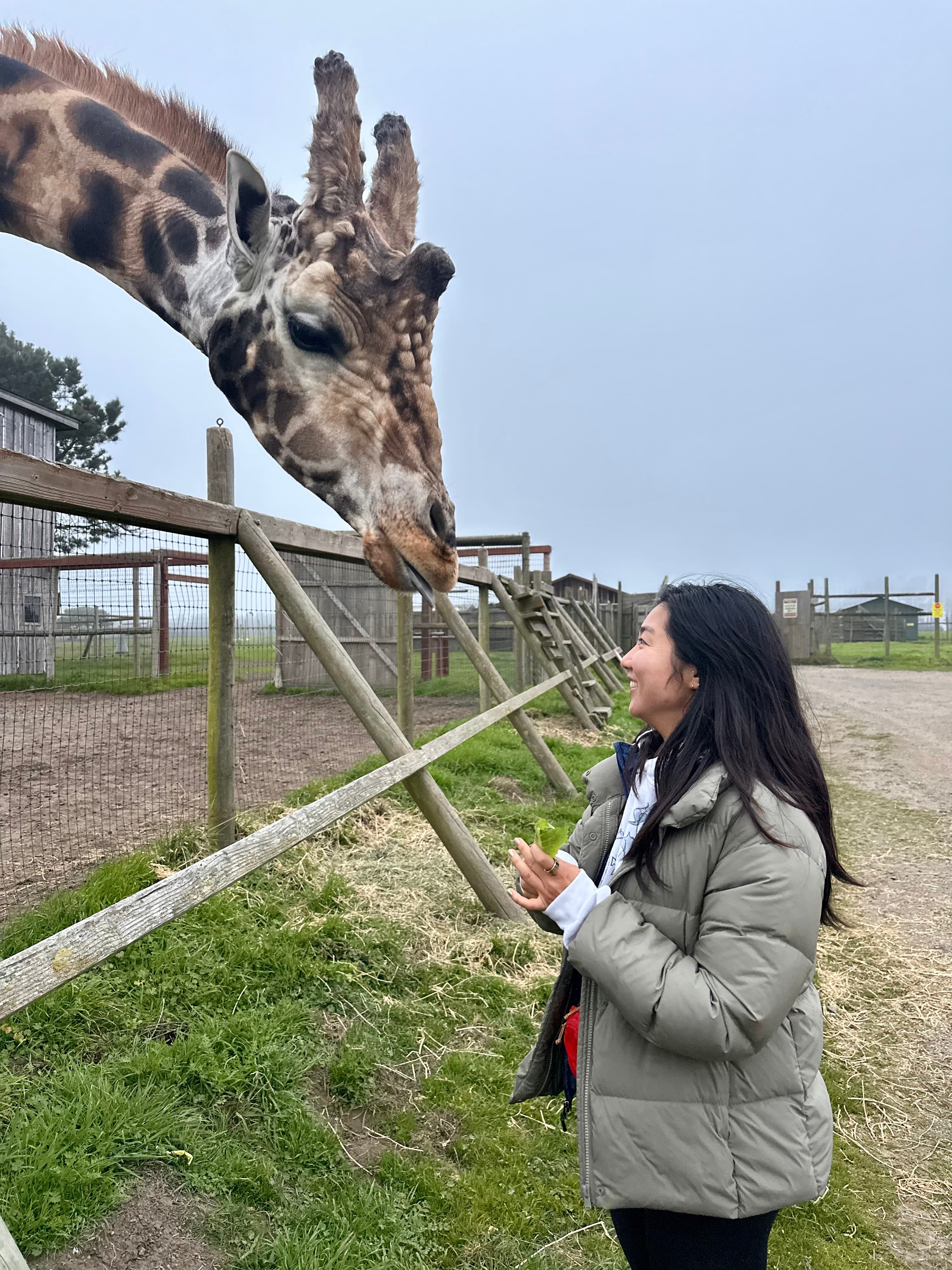 Ting Ting feeding a giraffe